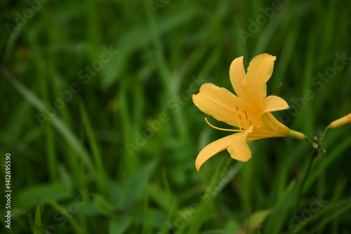 Obraz na płótnie hemerocallis, famous yellow flower of Nikko, Tochigi, Japan w salonie
