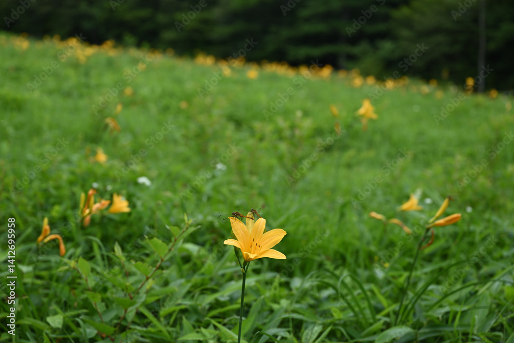 hemerocallis, famous yellow flower of Nikko, Tochigi, Japan