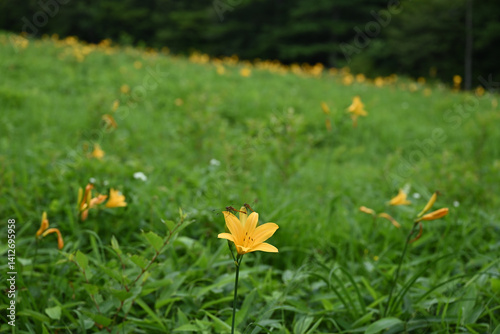 Obraz na płótnie hemerocallis, famous yellow flower of Nikko, Tochigi, Japan w salonie