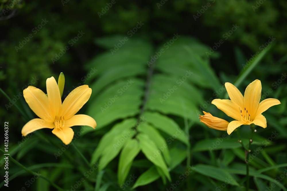 hemerocallis, famous yellow flower of Nikko, Tochigi, Japan