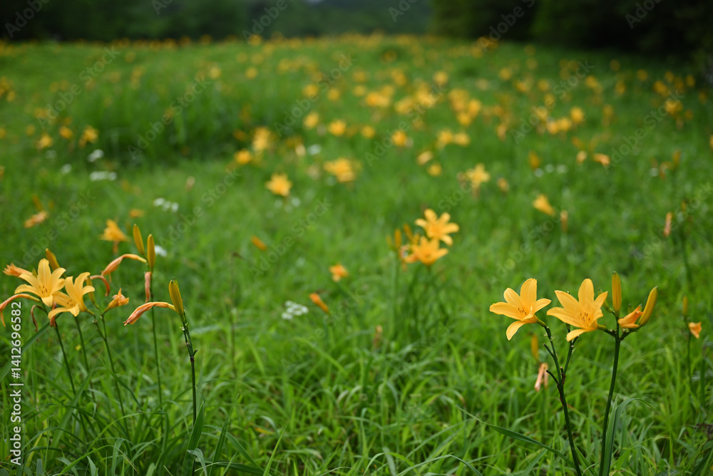 hemerocallis, famous yellow flower of Nikko, Tochigi, Japan