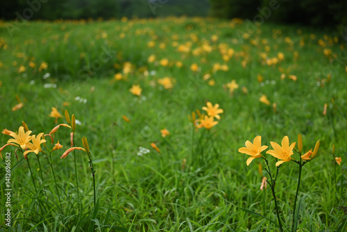 Obraz na płótnie hemerocallis, famous yellow flower of Nikko, Tochigi, Japan w salonie