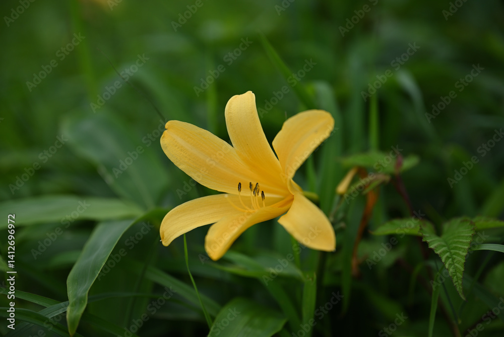 hemerocallis, famous yellow flower of Nikko, Tochigi, Japan