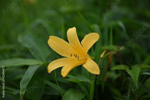Obraz na płótnie hemerocallis, famous yellow flower of Nikko, Tochigi, Japan w salonie