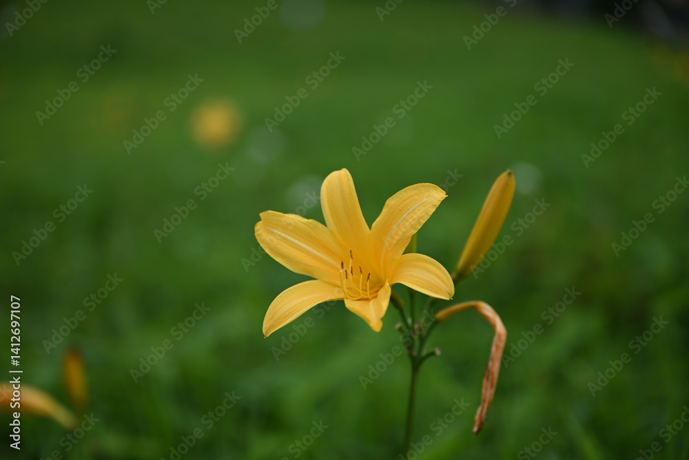 hemerocallis, famous yellow flower of Nikko, Tochigi, Japan