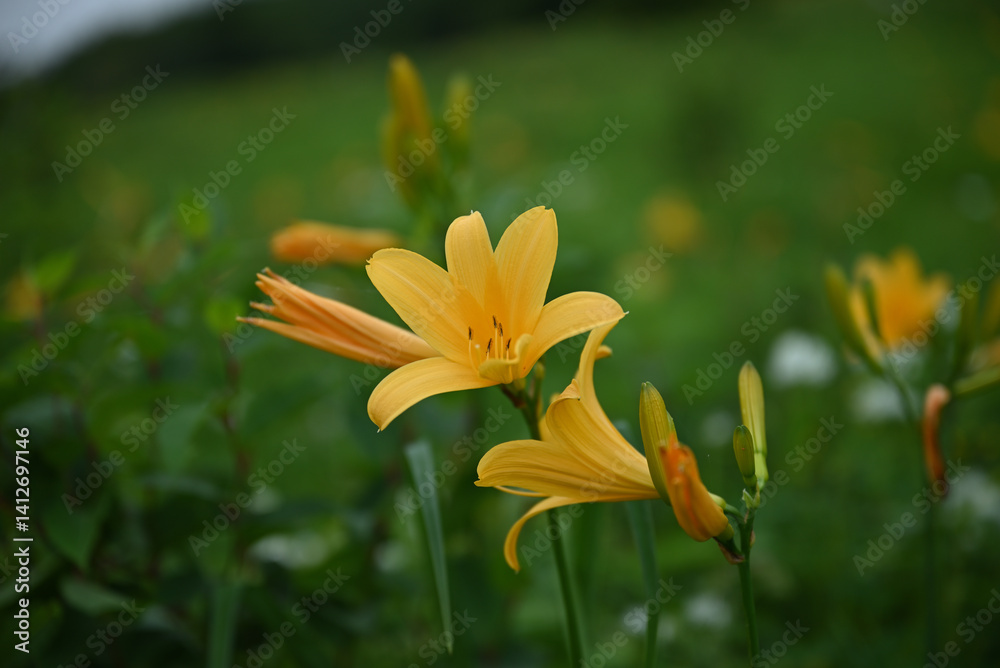 hemerocallis, famous yellow flower of Nikko, Tochigi, Japan