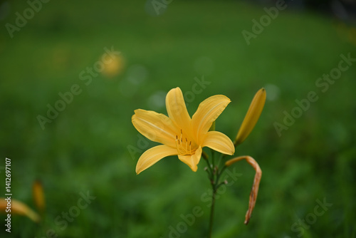 Obraz na płótnie hemerocallis, famous yellow flower of Nikko, Tochigi, Japan w salonie