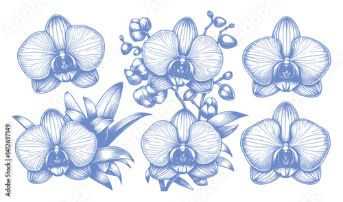 set of blue and white orchid flowers
