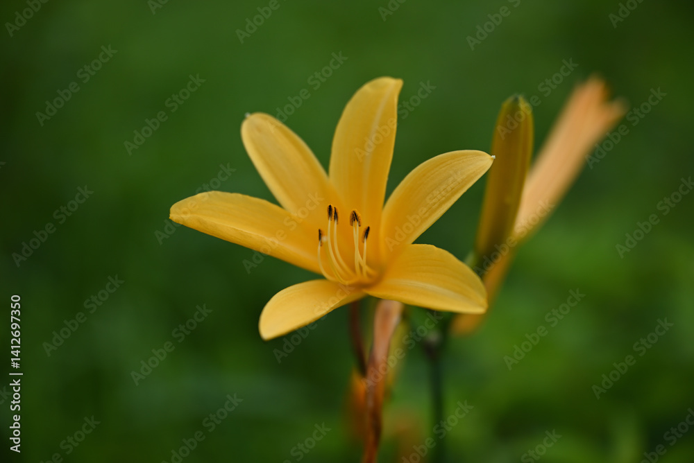 hemerocallis, famous yellow flower of Nikko, Tochigi, Japan