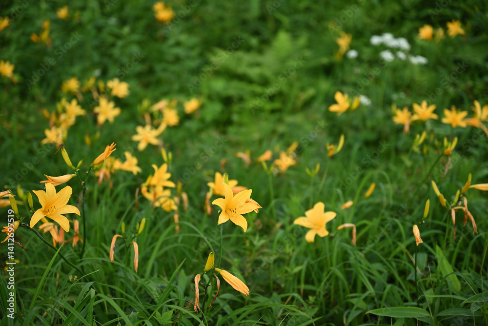hemerocallis, famous yellow flower of Nikko, Tochigi, Japan