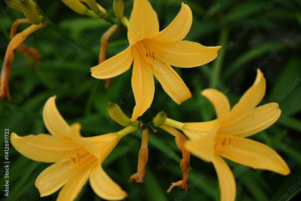 hemerocallis, famous yellow flower of Nikko, Tochigi, Japan