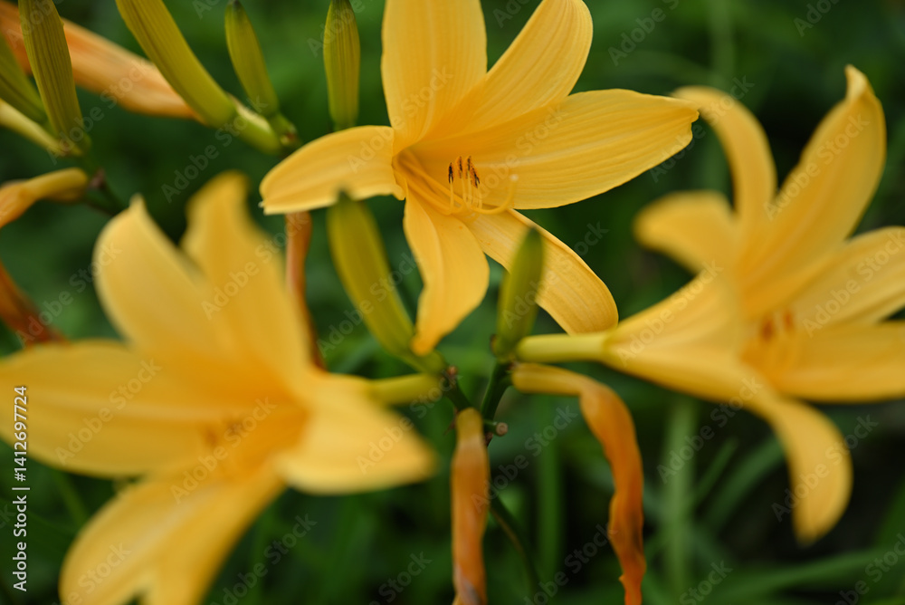 hemerocallis, famous yellow flower of Nikko, Tochigi, Japan
