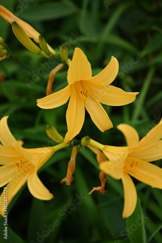 Obraz na płótnie hemerocallis, famous yellow flower of Nikko, Tochigi, Japan w salonie