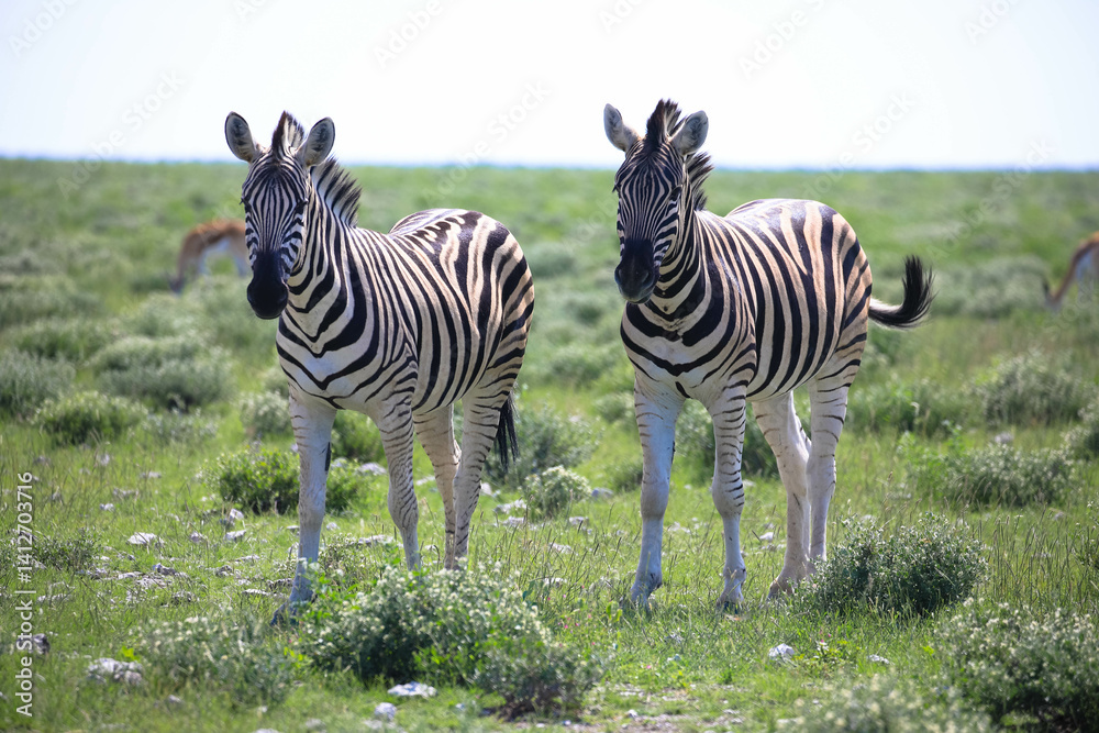 Fototapeta premium Two zebras stand gracefully in a green savannah in the Etosha Nature Reserve, Namibia, Africa.