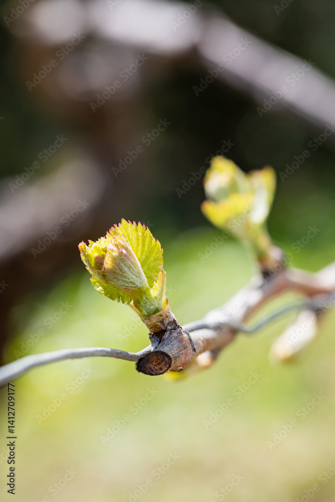 Fototapeta premium Young shoots on the branches of the vine in spring. Agriculture.