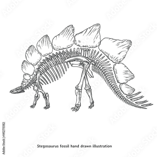 Stegosaurus Fossil Hand Drawn Engraving Illustration