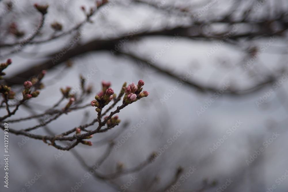 Obraz premium 枝先の桜の蕾