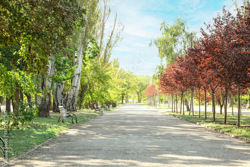View of autumn park with tr...