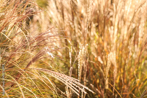 Beautiful yellow grass in a...