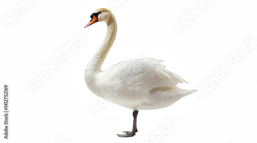 a white swan standing on its hind legs in the water on a transparent background, PNG image, PNG file, Generative art.