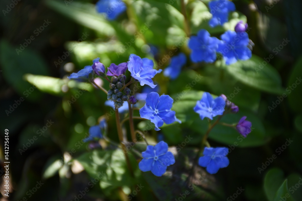 Delicate blue flowers bloom amidst lush green foliage, creating a serene and tranquil atmosphere in nature. Delicate blue flowers bloom amidst lush green foliage, creating a serene and tranquil atmosphere in nature.