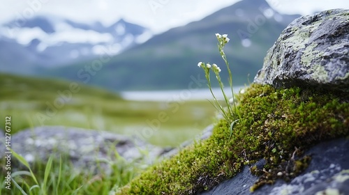 Delicate White Flowers Growing on Mossy Rocks in Nature Landscape : Generative AI