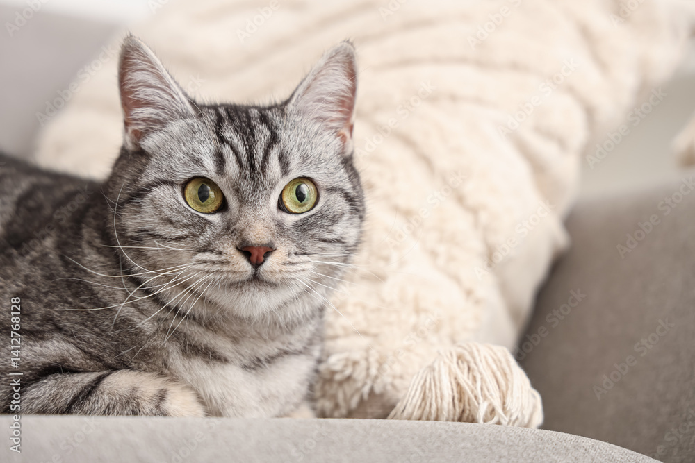 Naklejka premium Grey striped cat lying on sofa