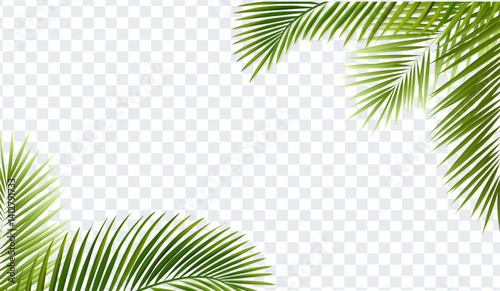 Green Palm Tree Branch And Isolated Transparent Background