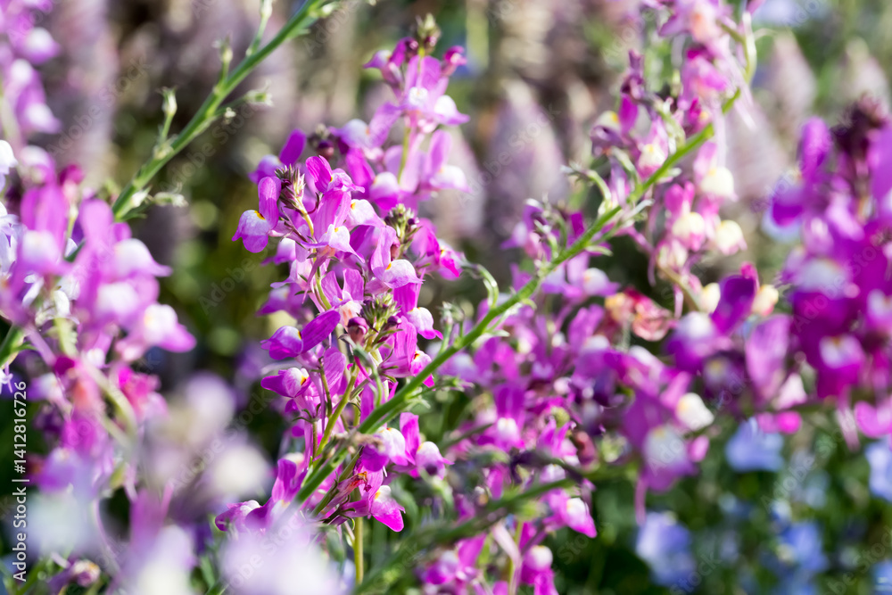 Obraz premium Beautiful Moroccan toadflax (Linaria maroccana) flowers.