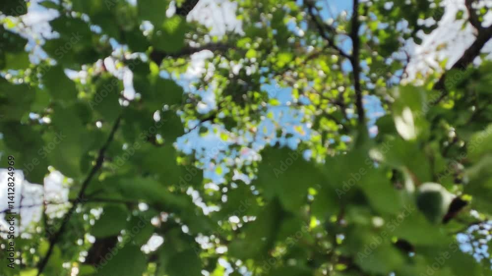 blurred background with leaves and sky. Beautiful sunny spring bright fresh green leaves on branches of trees isolated on clear blue sky backdrop with sun shine through branches and foliage. Abstract blurred background with leaves and sky. Beautiful sunny spring bright fresh green leaves on branches of trees isolated on clear blue sky backdrop with sun shine through branches and foliage. Abstract