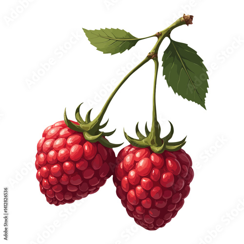 Two Fresh Raspberries Hanging on Branch Isolated Hand Drawn Vector Illustration Food Graphic
