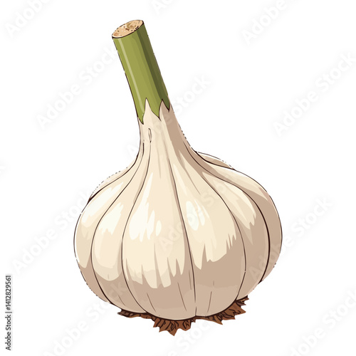 Fresh Garlic Bulb with Green Stem Isolated Hand Drawn Vector Illustration For Cooking and Health
