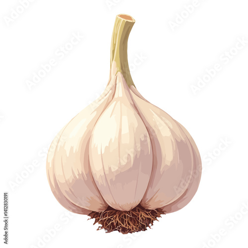 Vector Graphic of Fresh Garlic Bulb with Roots Isolated Hand Drawn Vector Illustration