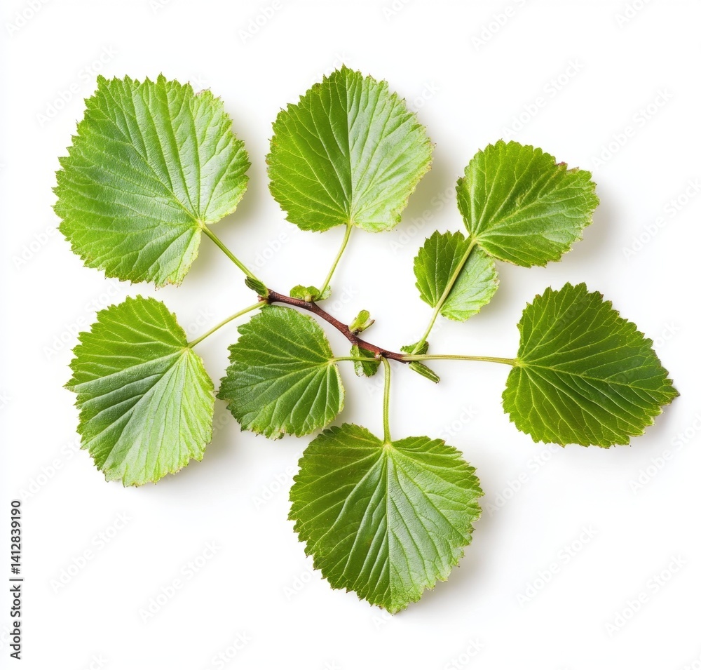 Fototapeta premium Fresh, vibrant green leaves on a branch