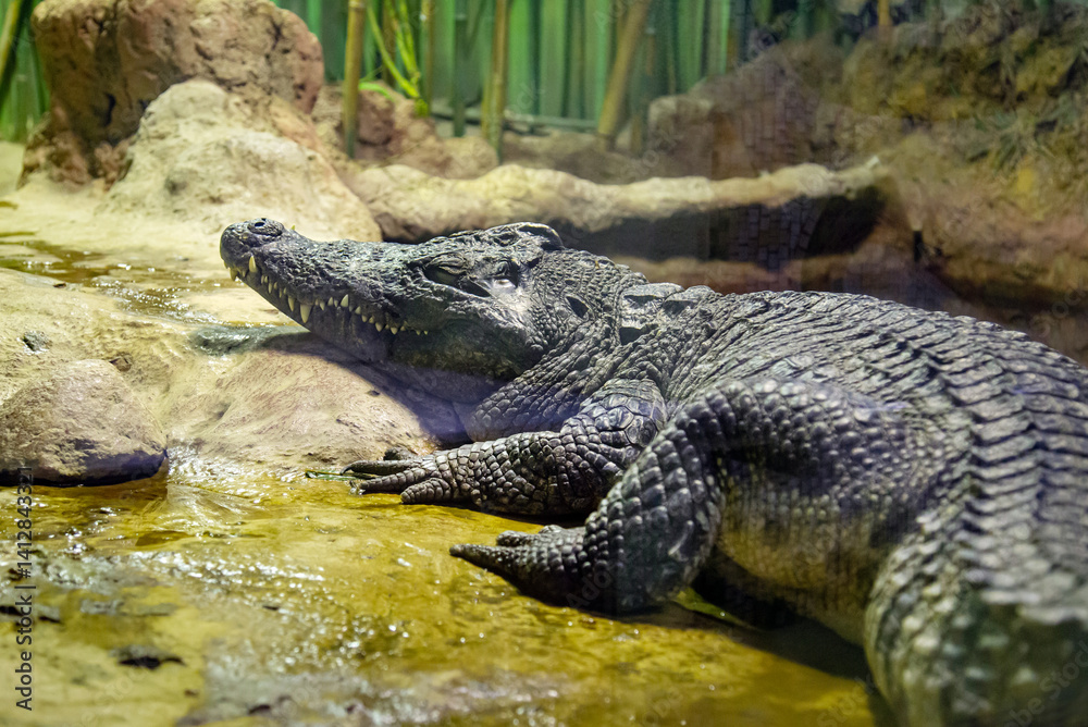 Obraz premium Siamese crocodile (Latin. Crocodylus siamensis) in a stream against a background of trees. Marine animals, reptiles, ecology.