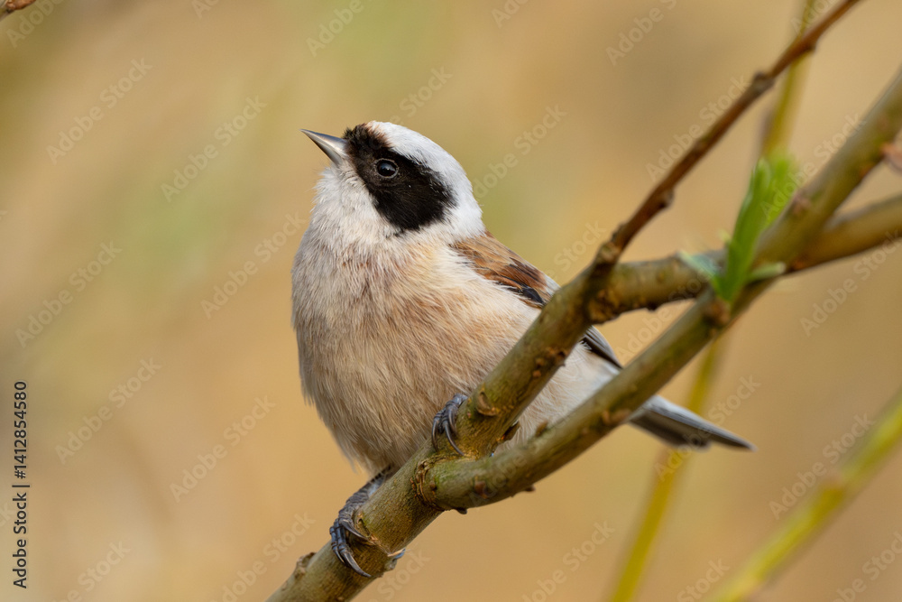 Fototapeta premium Eurasian Penduline Tit Bird On A Branch