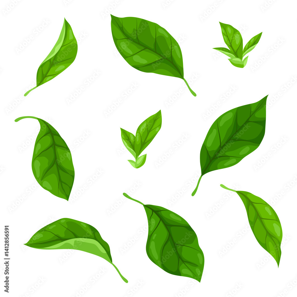 Set of leaves. Spring or summer stylized foliage.