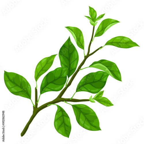 Illustration of branch with leaves. Spring or summer stylized foliage.
