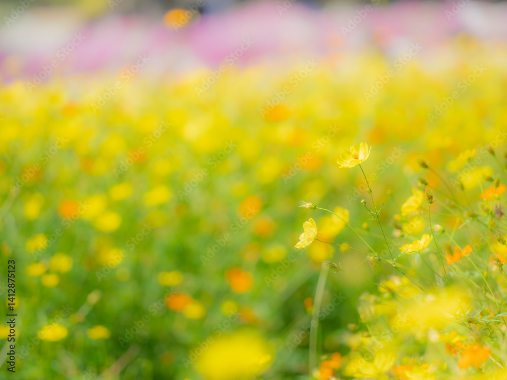 Obraz premium 秋の公園や花壇を彩るコスモス（キバナコスモス）のある風景。背景。自然風景素材。明るい日差しでふんわりとボケた景色。