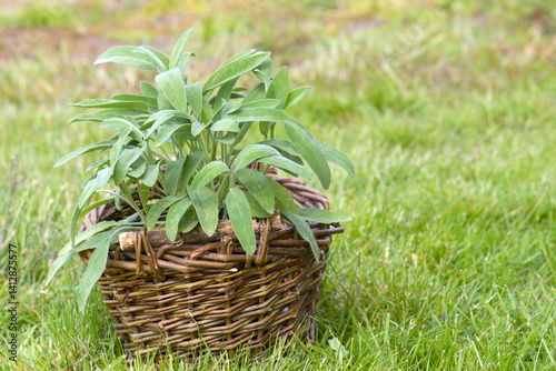 basket with fresh sage in the garden
