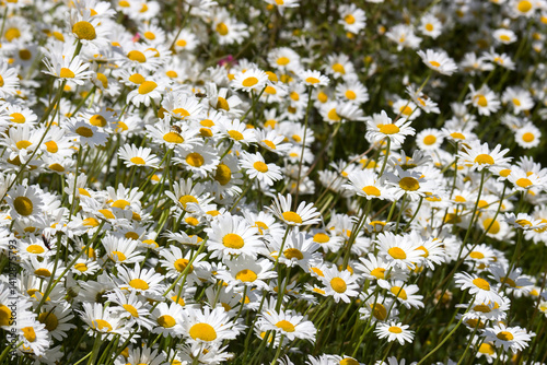 Ox-eye Daisy (Leucanthemum vulgare) in garden - close up