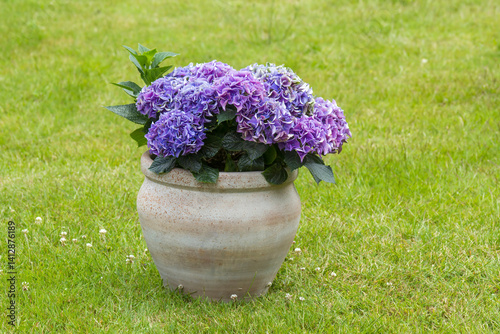 hortensia flowers in a clay pot