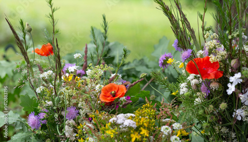 Gathering wildflowers on midsummer day, symbol of seasonal renewal, solstice. Mixed bouquet with poppies, daisies, yarrow, cornflowers, oak leaves, meadow greens, summer folklore, rustic charm