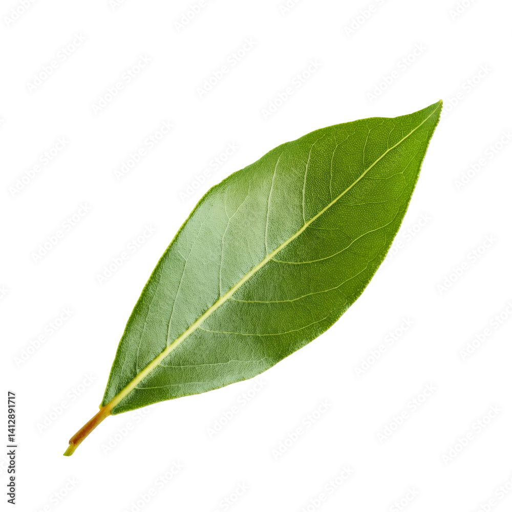 Obraz premium Fresh green bay leaf with transparent background, ideal for food and cooking projects