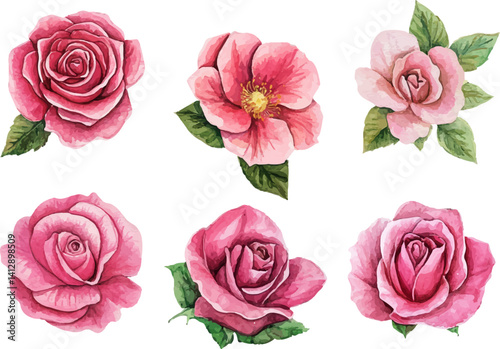 set of pink roses isolated