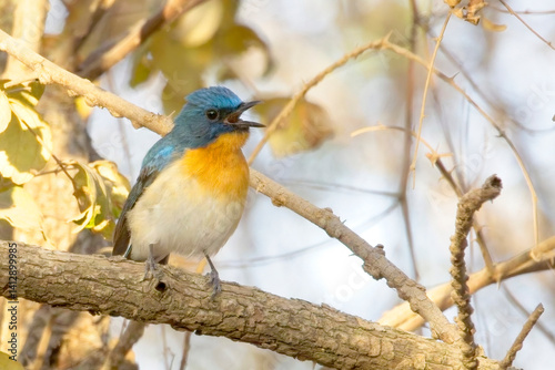 Tickell's Blue Flycatcher (Cyornis tickelliae), a singing male perched in a tree, Gir National Park, (Sasan Gir), Gujarat, India.
