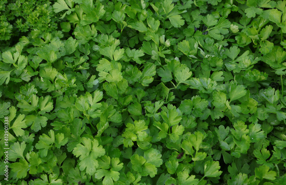 background of fresh leaves of PARSLEY widely used in culinary art