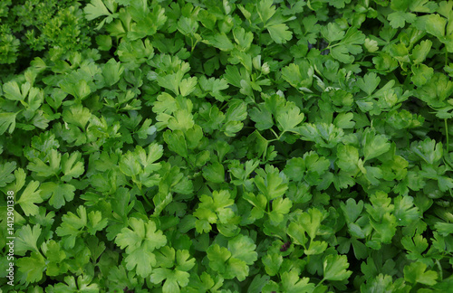 Obraz na płótnie background of fresh leaves of PARSLEY widely used in culinary art w salonie