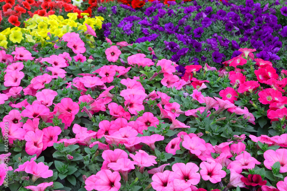 many flowers including surfinias and petunias and flowered primroses of various vibrant colors and gradations
