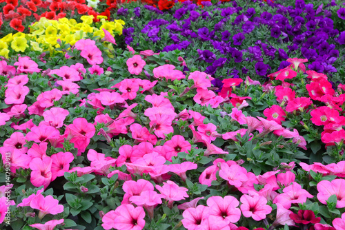 Obraz na płótnie many flowers including surfinias and petunias and flowered primroses of various vibrant colors and gradations w salonie